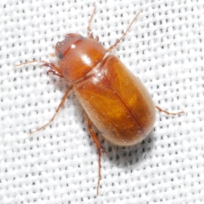 Heteronyx sp. (genus) (Scarab beetle) at Freshwater Creek, VIC - 11 Feb 2024 by WendyEM