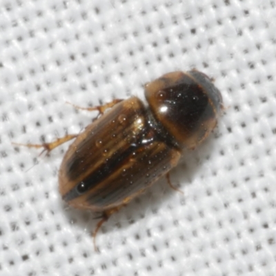 Unidentified Scarab beetle (Scarabaeidae) at Freshwater Creek, VIC - 11 Feb 2024 by WendyEM
