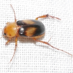 Phyllotocus bimaculatus (Nectar scarab) at Freshwater Creek, VIC - 11 Feb 2024 by WendyEM