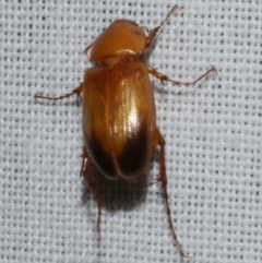 Phyllotocus macleayi (Nectar scarab) at Freshwater Creek, VIC - 11 Feb 2024 by WendyEM