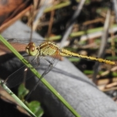 Diplacodes bipunctata (Wandering Percher) at Namadgi National Park - 30 Mar 2024 by JohnBundock