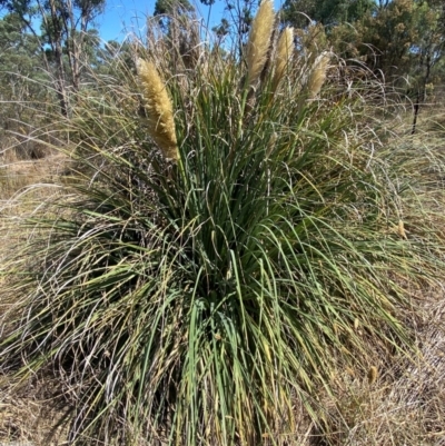 Cortaderia selloana (Pampas Grass) at Bruce, ACT - 31 Mar 2024 by SteveBorkowskis