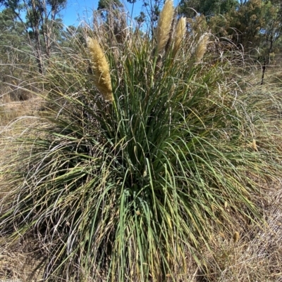 Cortaderia selloana (Pampas Grass) at Bruce Ridge to Gossan Hill - 31 Mar 2024 by SteveBorkowskis