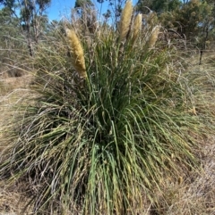 Cortaderia selloana (Pampas Grass) at Bruce Ridge to Gossan Hill - 31 Mar 2024 by SteveBorkowskis