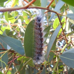 Anthela varia (Hairy Mary) at Lions Youth Haven - Westwood Farm A.C.T. - 30 Mar 2024 by HelenCross