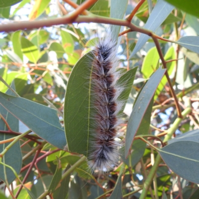Anthela varia (Hairy Mary) at Lions Youth Haven - Westwood Farm A.C.T. - 30 Mar 2024 by HelenCross