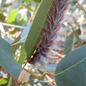 Anthela varia at Lions Youth Haven - Westwood Farm A.C.T. - 30 Mar 2024