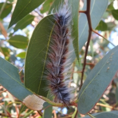 Anthela varia at Lions Youth Haven - Westwood Farm A.C.T. - 30 Mar 2024