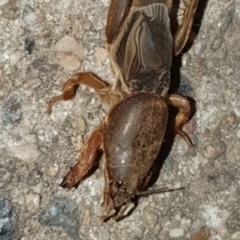 Gryllotalpa sp. (genus) (Mole Cricket) at Aranda, ACT - 28 Mar 2024 by janddkelly