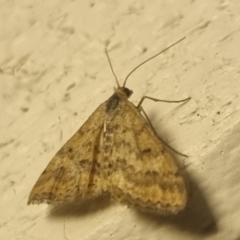 Scopula rubraria (Reddish Wave, Plantain Moth) at QPRC LGA - 31 Mar 2024 by clarehoneydove