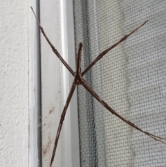 Asianopis subrufa (Rufous net-casting spider) at Aranda, ACT - 13 Mar 2024 by janddkelly