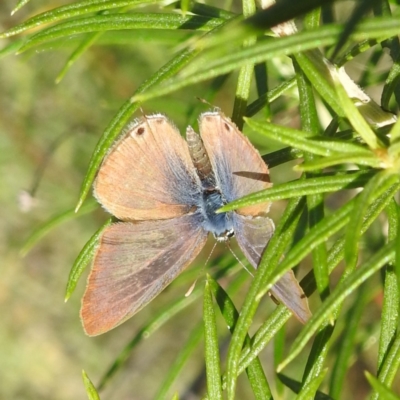 Lampides boeticus (Long-tailed Pea-blue) at McQuoids Hill NR (MCQ) - 30 Mar 2024 by HelenCross