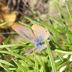Lampides boeticus at Undefined Area - 31 Mar 2024 10:22 AM