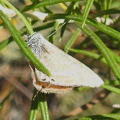 Lampides boeticus at McQuoids Hill NR (MCQ) - 31 Mar 2024