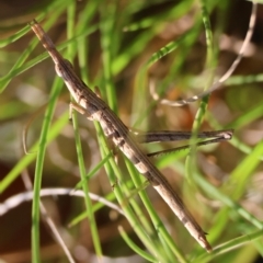 Heide sp. (genus) (A heath matchstick grasshopper) at Mongarlowe, NSW - 31 Mar 2024 by LisaH