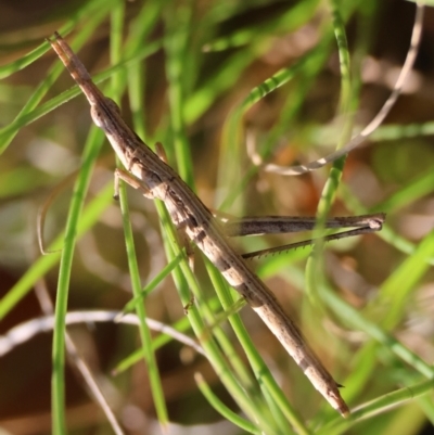 Heide amiculi (Heath Matchstick) at QPRC LGA - 31 Mar 2024 by LisaH