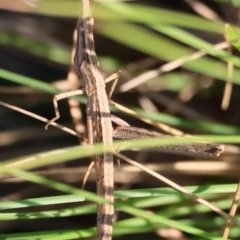 Heide sp. (genus) at QPRC LGA - 31 Mar 2024