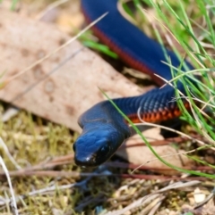 Pseudechis porphyriacus (Red-bellied Black Snake) at Mongarlowe, NSW - 31 Mar 2024 by LisaH