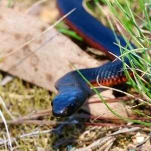 Pseudechis porphyriacus at QPRC LGA - suppressed
