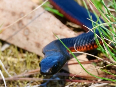 Pseudechis porphyriacus (Red-bellied Black Snake) at QPRC LGA - 31 Mar 2024 by LisaH