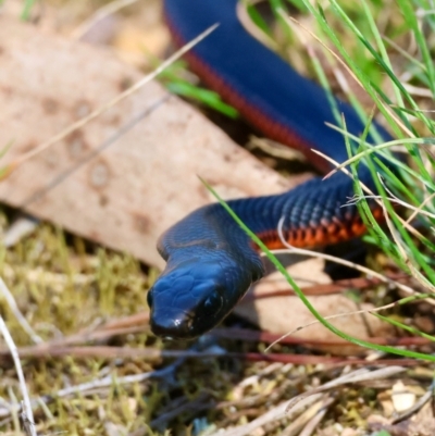 Pseudechis porphyriacus (Red-bellied Black Snake) at Mongarlowe River - 31 Mar 2024 by LisaH