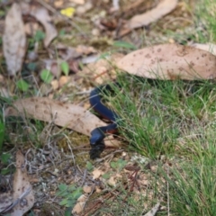 Pseudechis porphyriacus at QPRC LGA - suppressed
