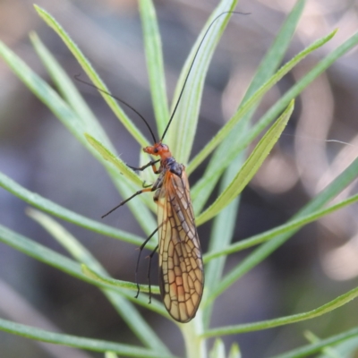 Chorista australis (Autumn scorpion fly) at Kambah, ACT - 30 Mar 2024 by HelenCross