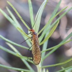 Chorista australis (Autumn scorpion fly) at McQuoids Hill NR (MCQ) - 30 Mar 2024 by HelenCross