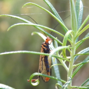 Chorista australis at Undefined Area - 31 Mar 2024 10:42 AM