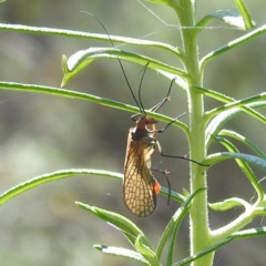 Chorista australis at Undefined Area - 31 Mar 2024 10:42 AM