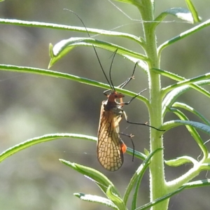 Chorista australis at Undefined Area - 31 Mar 2024 10:42 AM