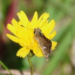 Taractrocera papyria (White-banded Grass-dart) at Mongarlowe, NSW - 31 Mar 2024 by LisaH