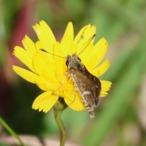 Taractrocera papyria at QPRC LGA - suppressed