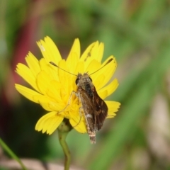 Taractrocera papyria at QPRC LGA - suppressed