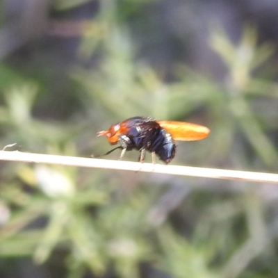 Depressa sp. (genus) (Lauxaniid fly) at McQuoids Hill NR (MCQ) - 31 Mar 2024 by HelenCross