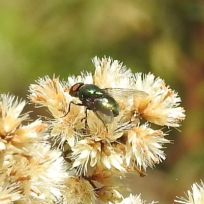Lucilia sp. (genus) (A blowfly) at McQuoids Hill NR (MCQ) - 30 Mar 2024 by HelenCross