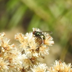 Lucilia sp. (genus) at McQuoids Hill NR (MCQ) - 31 Mar 2024