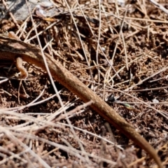Unidentified Skink at Moruya, NSW - 30 Mar 2024 by LisaH
