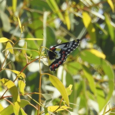 Delias aganippe (Spotted Jezebel) at Kambah, ACT - 31 Mar 2024 by HelenCross
