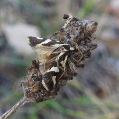 Epithymema incomposita (Chezela group) at Lake Burley Griffin West - 31 Mar 2024 by HelenCross