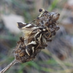 Epithymema incomposita (Chezela group) at Acton, ACT - 31 Mar 2024 by HelenCross