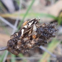 Runcinia acuminata (Pointy Crab Spider) at Acton, ACT - 31 Mar 2024 by HelenCross