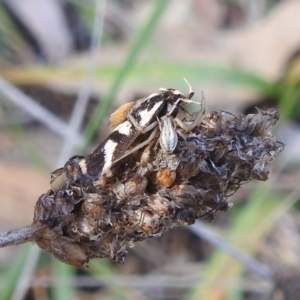 Runcinia acuminata at Black Mountain Peninsula (PEN) - 31 Mar 2024 11:48 AM