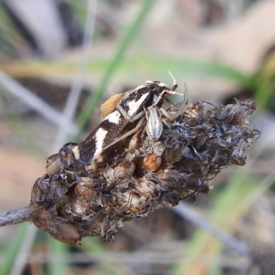 Runcinia acuminata (Pointy Crab Spider) at Black Mountain Peninsula (PEN) - 31 Mar 2024 by HelenCross