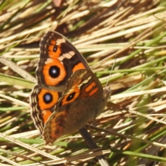 Junonia villida (Meadow Argus) at Black Mountain Peninsula (PEN) - 31 Mar 2024 by HelenCross