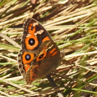 Junonia villida (Meadow Argus) at Black Mountain Peninsula (PEN) - 31 Mar 2024 by HelenCross