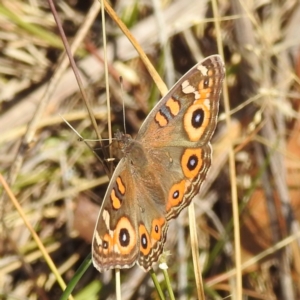 Junonia villida at Black Mountain Peninsula (PEN) - 31 Mar 2024 11:50 AM