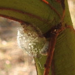 Anestia (genus) at Lake Burley Griffin West - 31 Mar 2024