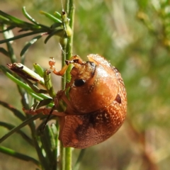 Paropsisterna sp. (genus) (A leaf beetle) at Acton, ACT - 31 Mar 2024 by HelenCross