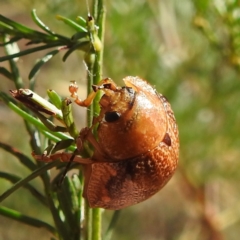 Paropsisterna sp. (genus) (A leaf beetle) at Lake Burley Griffin West - 31 Mar 2024 by HelenCross